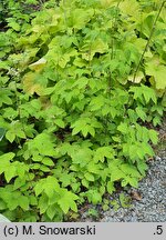 Filipendula ulmaria Aurea