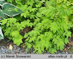 Filipendula ulmaria Aurea