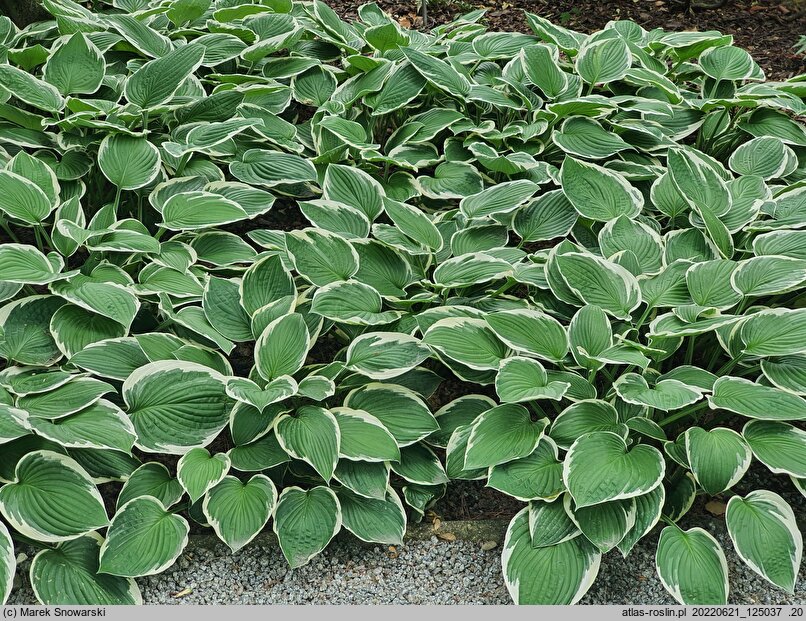 Hosta Francee