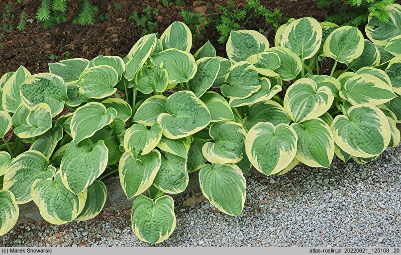 Hosta Wide Brim