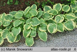 Hosta Wide Brim