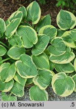Hosta Wide Brim