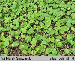 Omphalodes verna (ułudka wiosenna)
