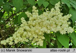 Syringa reticulata ssp. amurensis (lilak amurski)