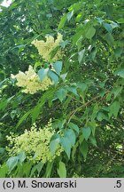 Syringa reticulata ssp. amurensis (lilak amurski)