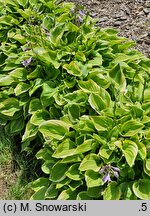 Hosta Golden Tiara