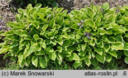 Hosta Golden Tiara
