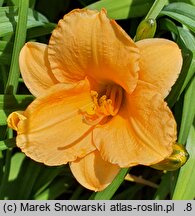 Hemerocallis ×hybrida Pixie Parasol