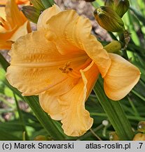 Hemerocallis ×hybrida Pixie Parasol