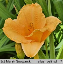 Hemerocallis ×hybrida Pixie Parasol