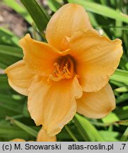 Hemerocallis ×hybrida Pixie Parasol