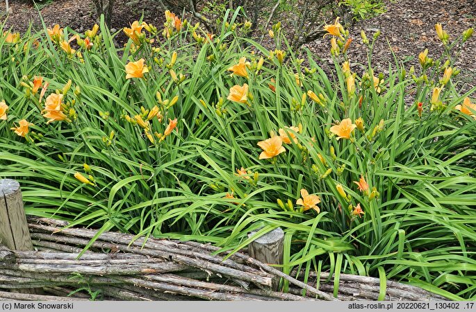 Hemerocallis ×hybrida Pixie Parasol