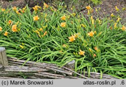 Hemerocallis ×hybrida Pixie Parasol