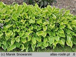Hosta Golden Tiara