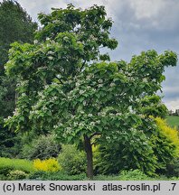 Catalpa speciosa (surmia wielkokwiatowa)