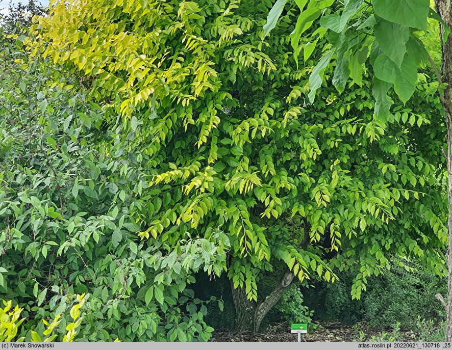 Ulmus pumila Aurea