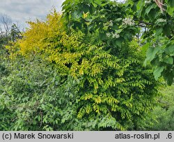 Ulmus pumila Aurea