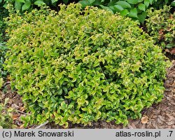 Leucothoe axillaris Curly Red