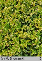 Leucothoe axillaris Curly Red