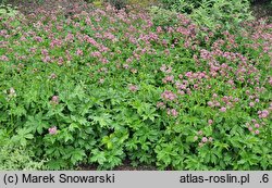 Astrantia major Ruby Cloud