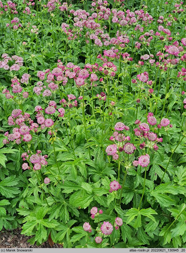 Astrantia major Ruby Cloud