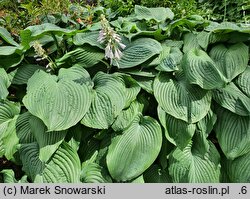 Hosta Jurassic Park