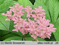 Rodgersia pinnata Crûg Cardinal