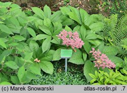 Rodgersia pinnata Crûg Cardinal
