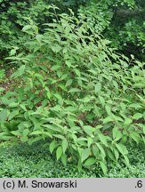Hydrangea aspera The Ditch