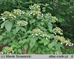 Hydrangea heteromalla Yalung Ridge