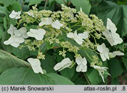 Hydrangea heteromalla Yalung Ridge