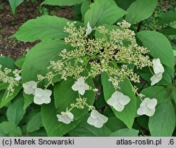 Hydrangea heteromalla Yalung Ridge