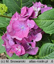 Hydrangea macrophylla Saxdifioros