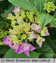 Hydrangea macrophylla Saxdifioros