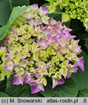 Hydrangea macrophylla Saxdifioros