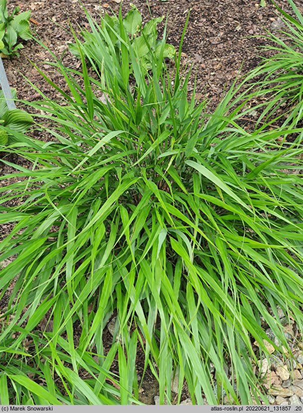 Hakonechloa macra Greenhills