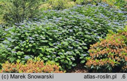Hydrangea serrata Veerle
