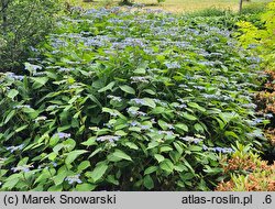 Hydrangea serrata Veerle
