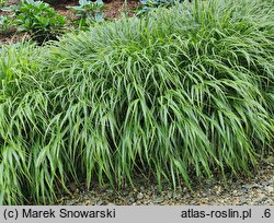 Hakonechloa macra Samurai