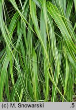 Hakonechloa macra Samurai
