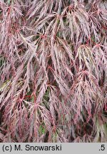 Acer palmatum Crimson Queen