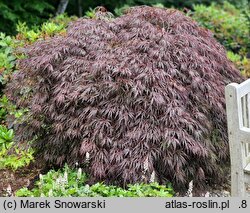 Acer palmatum Crimson Queen