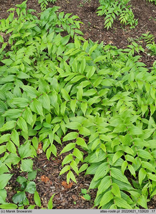 Tricyrtis macranthopsis (trójsklepka japońska)
