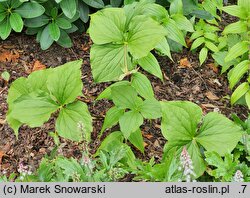 Trillium erectum Luteum