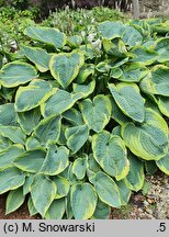 Hosta Tokudama Flavocircinalis