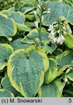 Hosta Tokudama Flavocircinalis