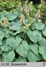 Hosta Blue Rock