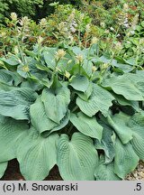 Hosta Blue Rock