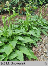 Hosta longipes (funkia długoszypułkowa)
