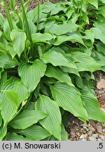 Hosta longipes (funkia długoszypułkowa)